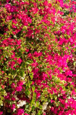 Tropikal süt otunun kırmızı çiçekleri, yakın plan, çözülmüş arka plan.