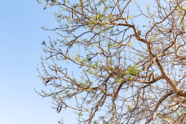 İlkbaharda gökyüzüne karşı çıplak bir ağacın akasya dalları.