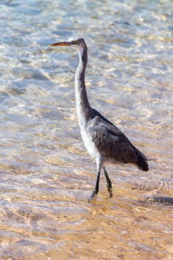 Deniz kıyısındaki gri Mısır balıkçıl kuşu, yakın plan..
