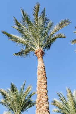 Mavi gökyüzüne karşı palmiye ağaçları, gökyüzüne karşı palmiye yaprakları.