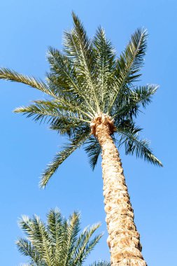 Mavi gökyüzüne karşı palmiye ağaçları, gökyüzüne karşı palmiye yaprakları.