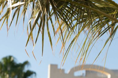 Mavi gökyüzüne karşı geniş palmiye dalları. Dinlenme, rahatlama ve seyahat kavramı..