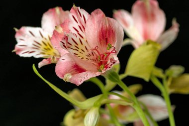 Siyah arka planda parlak, güzel bir orkide çiçeği..