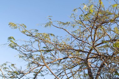 İlkbaharda gökyüzüne karşı çıplak bir ağacın akasya dalları.