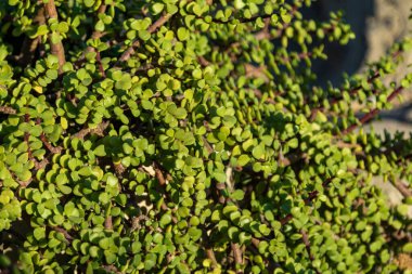 Arkaplan olarak parlak yeşil yapraklar, yeşil bir bitkinin dokusu. Bahar manzarası.