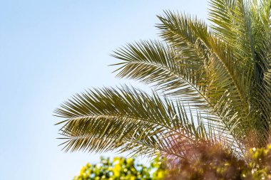 Mavi gökyüzüne karşı palmiye ağaçları, gökyüzüne karşı palmiye yaprakları.
