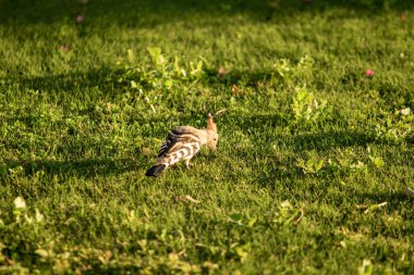 Hoopoe, Avrasya Hupokusu, yeşil çimenlikte..