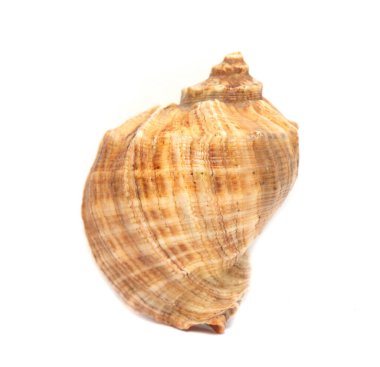 Büyük deniz kabuğu beyaz bir arkaplanda izole edilmiş..