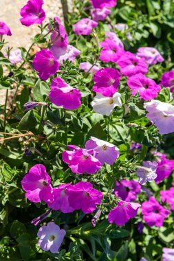 Petunya çiçekleri, parlak renkli çiçekler..