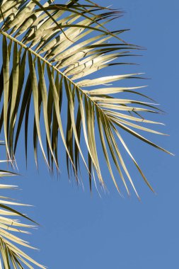 Mavi gökyüzüne karşı geniş palmiye dalları. Dinlenme, rahatlama ve seyahat kavramı..