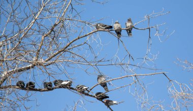 Kışın, güvercinler mavi gökyüzüne karşı ağaç dallarında otururlar..