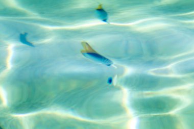 Sudaki deniz renkli balıklar, çözünmüş su arka plan görüntüsü.