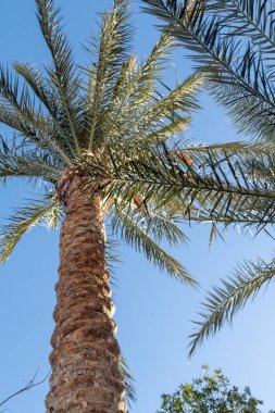 Mavi gökyüzüne karşı palmiye ağaçları, gökyüzüne karşı palmiye yaprakları.
