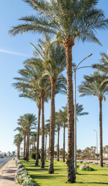 Otoyol boyunca yeşil çimenli palmiye yolu.