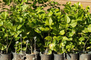 Arkaplan olarak parlak yeşil yapraklar, yeşil bir bitkinin dokusu. Bahar manzarası.