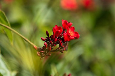 Tropikal süt otunun kırmızı çiçekleri, yakın plan, çözülmüş arka plan.