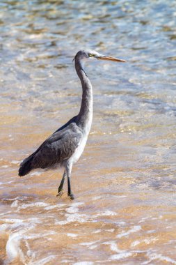 Deniz kıyısındaki gri Mısır balıkçıl kuşu, yakın plan..