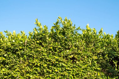 Mavi gökyüzünün arka planında bir incir ağacının yeşil yaprakları. Bahar doğası manzarası.