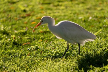 Yeşil çimenlerin üzerinde beyaz Mısır balıkçıl kuşu.