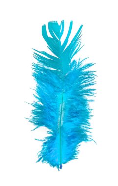 Beyaz arkaplanda kuş tüyü, parlak renkli tüyler.