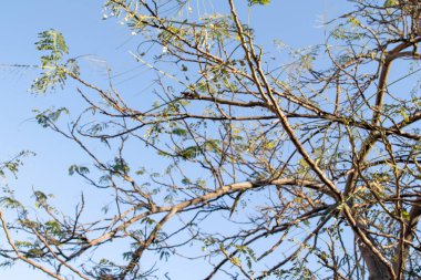 İlkbaharda gökyüzüne karşı çıplak bir ağacın akasya dalları.