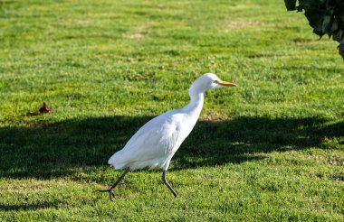 Yeşil çimenlerin üzerinde beyaz Mısır balıkçıl kuşu.
