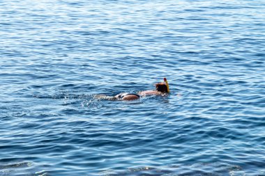 Maskeli bir adam suyun yüzeyinde yüzer. Deniz Burnu.