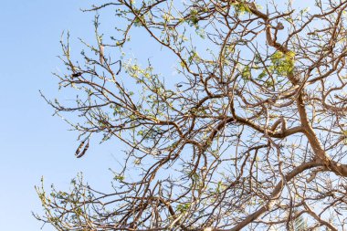 İlkbaharda gökyüzüne karşı çıplak bir ağacın akasya dalları.