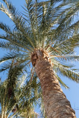 Mavi gökyüzüne karşı palmiye ağaçları, gökyüzüne karşı palmiye yaprakları.