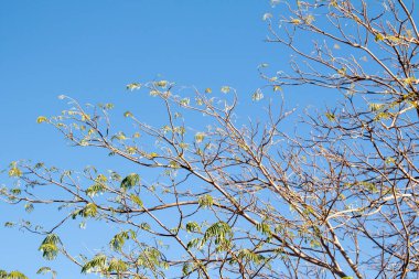 İlkbaharda gökyüzüne karşı çıplak bir ağacın akasya dalları.