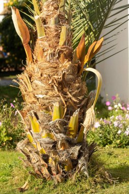 Hurma ağacının kütüğü, dalları bükülmüş. Doğa.