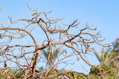 İlkbaharda gökyüzüne karşı çıplak bir ağacın akasya dalları.