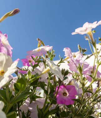 Petunya çiçekleri, parlak renkli çiçekler..