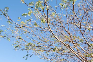 İlkbaharda gökyüzüne karşı çıplak bir ağacın akasya dalları.