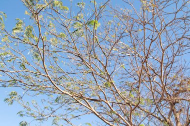 İlkbaharda gökyüzüne karşı çıplak bir ağacın akasya dalları.