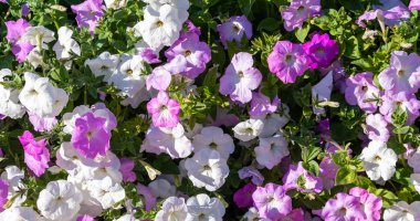 Petunya çiçekleri, parlak renkli çiçekler..