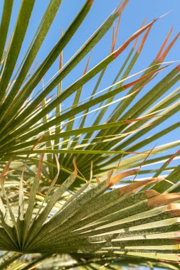 Mavi gökyüzüne karşı geniş palmiye dalları. Dinlenme, rahatlama ve seyahat kavramı..