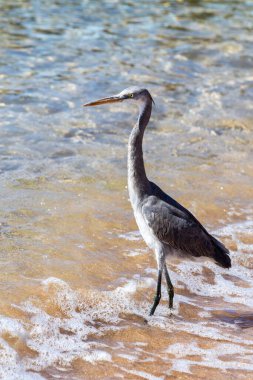 Deniz kıyısındaki gri Mısır balıkçıl kuşu, yakın plan..