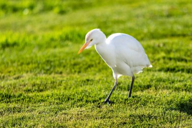 Yeşil çimenlerin üzerinde beyaz Mısır balıkçıl kuşu.