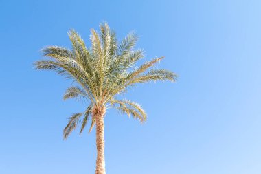 Mavi arkaplanda hurma ağacı.