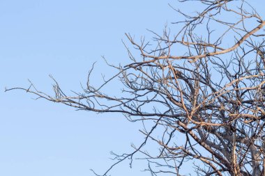 İlkbaharda gökyüzüne karşı çıplak bir ağacın akasya dalları.