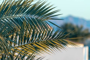 Mavi gökyüzüne karşı geniş palmiye dalları. Dinlenme, rahatlama ve seyahat kavramı..