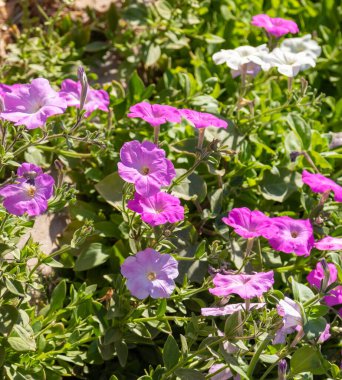 Petunya çiçekleri, parlak renkli çiçekler..