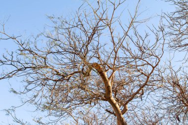 İlkbaharda gökyüzüne karşı çıplak bir ağacın akasya dalları.