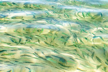 Küçük balık şeffaf deniz suyu, deniz balığı arka planı.