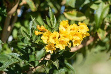 Çiçek açan ağaç, mavi gökyüzüne karşı sarı büyük çiçekler..