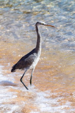 Deniz kıyısındaki gri Mısır balıkçıl kuşu, yakın plan..