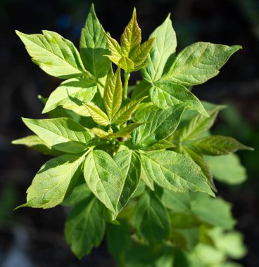 Genç yeşil huş yaprağı, bahar doğası..