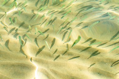 Küçük balık şeffaf deniz suyu, deniz balığı arka planı.