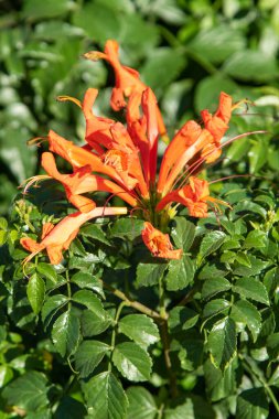 Tropikal süt otunun kırmızı çiçekleri, yakın plan, çözülmüş arka plan.